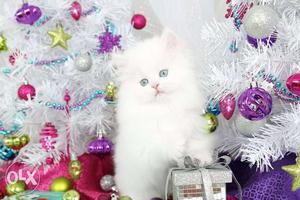 Friendly & traind persian cats kitten sale ALL BREEDS