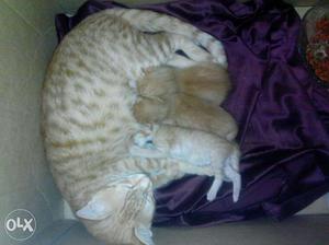 Ginger kittens for adoption