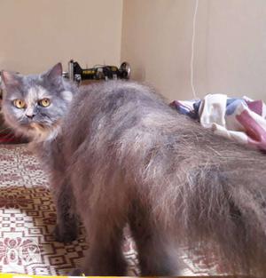 Grey persian female for sale