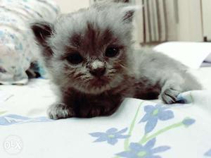 Grey persian male kitten