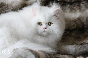 I have trainned white persian cat with heavy fur