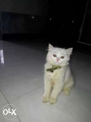 I want to sell my female Persian cat 2 month 20