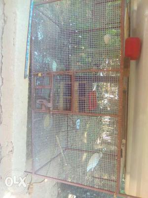 Iron bird cage...6feet long,4 feet width,4 feet