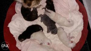 Kitten for sale