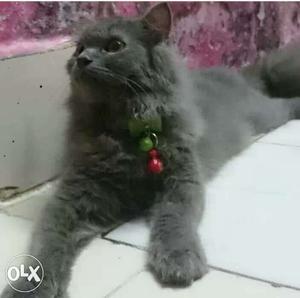 Long-coated Blue Cat