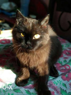 Long-coated Brown Cat, MALE, 7th Month Old.