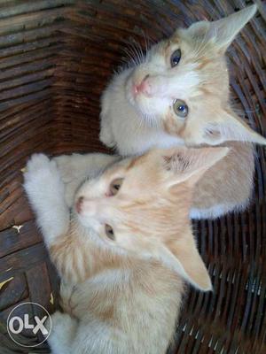 Lovely brown and white colour cat