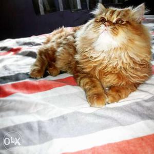 MALE cat for mating pure persian