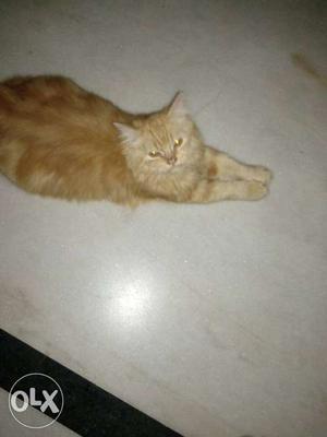 Male Persian cat,full vaccination,5 month  two