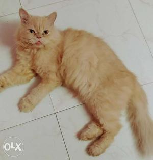 Male semi punch persian cat 1 year old