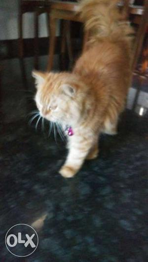 Male very friendly cat 1 year
