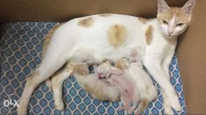 Mama Cat and her 3 Kittens (3 weeks old)