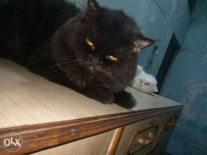 My persian male cat 1 8yr old want to sell