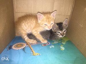 Orange And Gray Tabby Kittens
