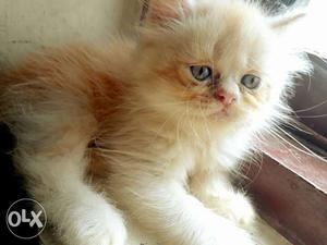Orange And White Long-fur Kitten