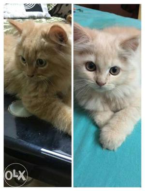 Orange Persian Kitten Photo Collage