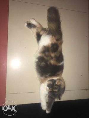 Original Persian breed Calico cat 6 months old