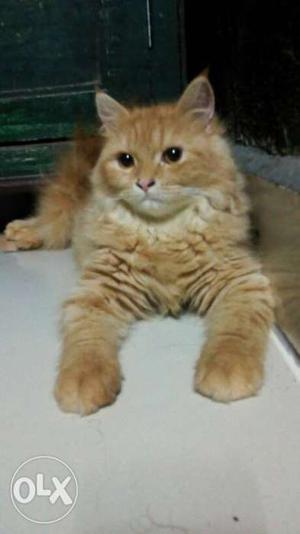 Pair of persian cat male and female both with