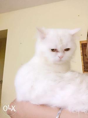 Persian 1year male cat ready for mate