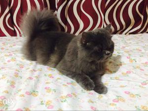 Persian cat for sale long hair cat