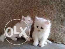 Persian cat kittens available with heavy fur and punch face