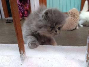 Persian cat punch face female age 2 mnth