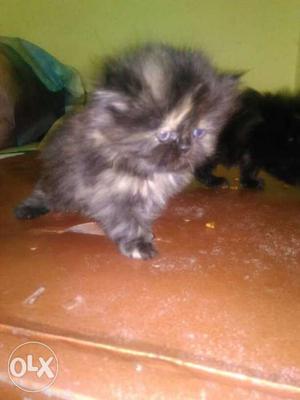 Persian cat's kitten females colour brown n black 2 nos.