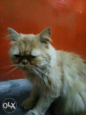 Persian full Punch face pure breed 1year old..