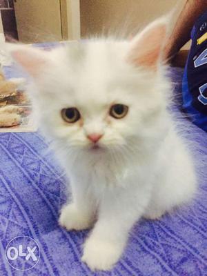 Persian kitten 3months old female doll face.very