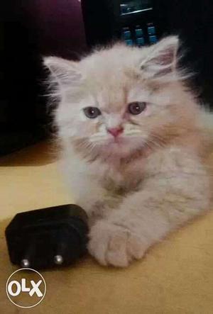Persian kitten of 3 months