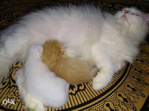 Persian kittens White male Brown female 8.4 k for