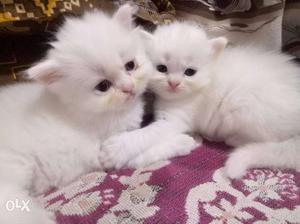 Persian kittens available double coat males and