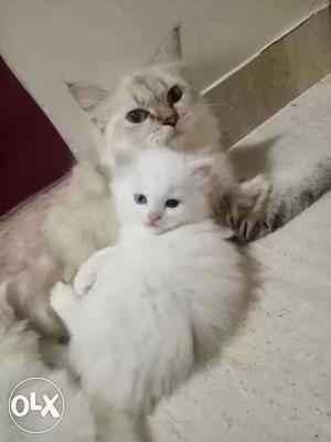 Persion kitten