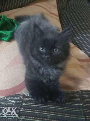 Pure Persian Black/grey Kitten