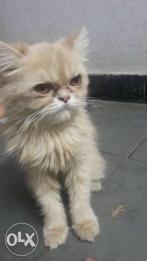 Pure bread punch face Persian cat female heavy