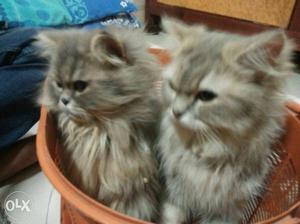 Pure persian breed female