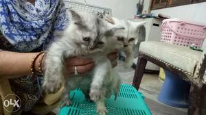 Pure persion Kittens available gud fur quality,