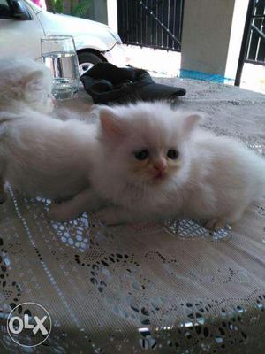 Pure white persian cats kittens
