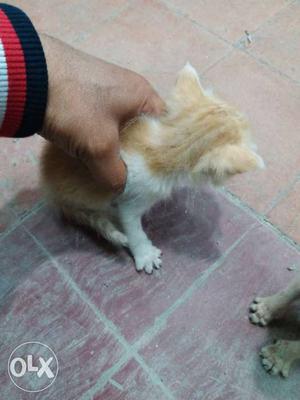Short-fur Orange And White Tabby Kitten