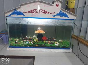 Strong and clear aquarium with cap and stones and