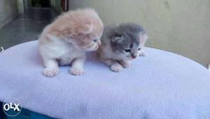 Two Orange-white Kittens
