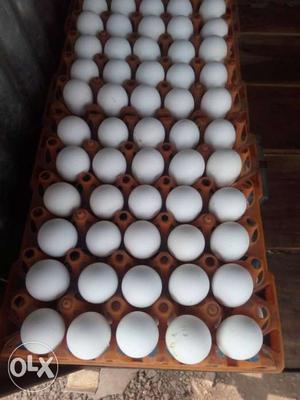 Two Trays Of Oragnic Eggs