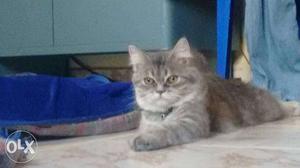 Wanted male cat for matting female persian call