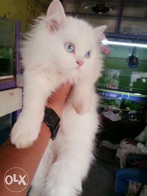 White Cat In Ahmedabad