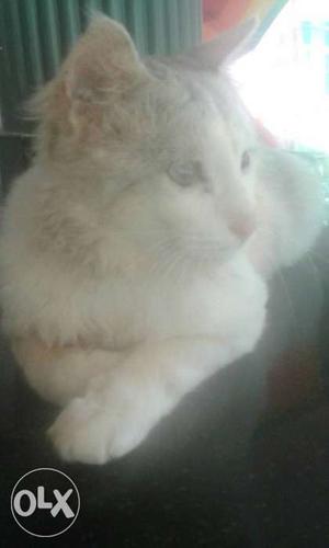 White Cat In Dehradun