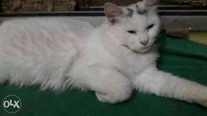 White Fur Domestic Cat