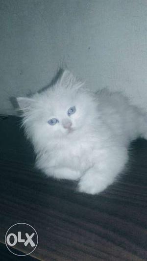 White Persian Kitten