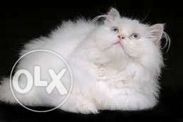 White presian cat fully fur active and healthy
