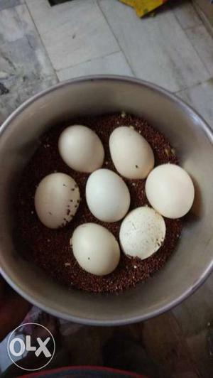 Seven White Eggs