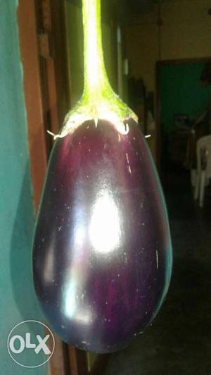 Eggplant In Chandannagar M.C.
